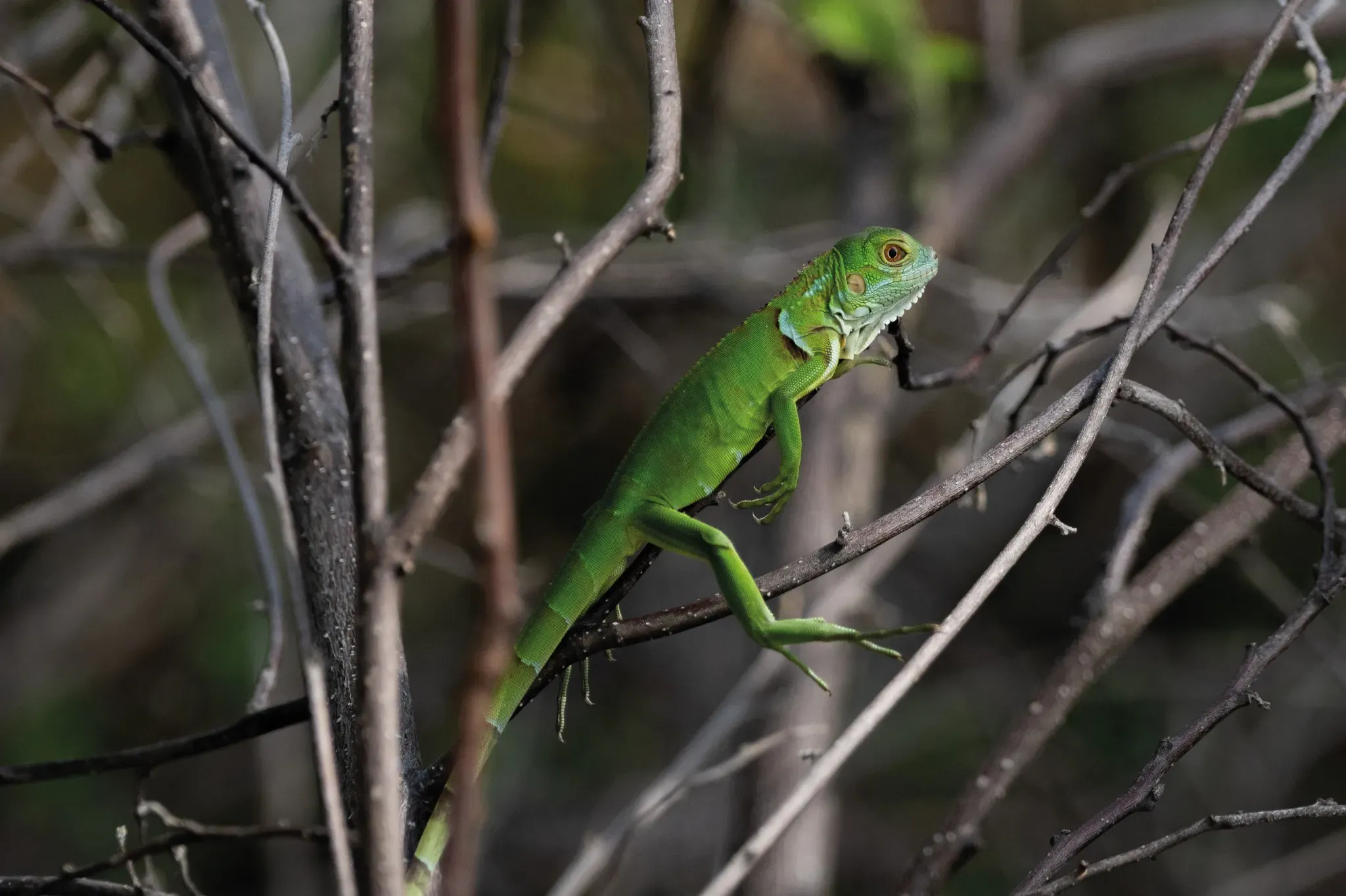 Protección de la biodiversidad